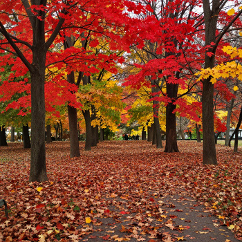 Herbstlicher Park mit roten und gelben Blättern darum herum
