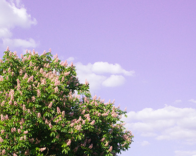 紫色の空