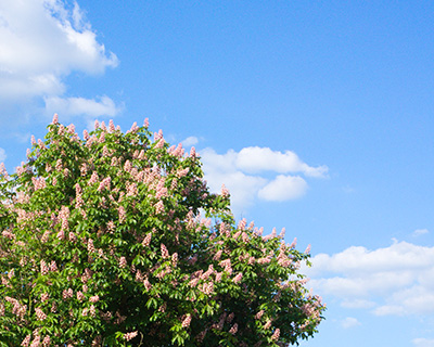 Blue Sky